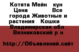 Котята Мейн - кун › Цена ­ 19 000 - Все города Животные и растения » Кошки   . Владимирская обл.,Вязниковский р-н